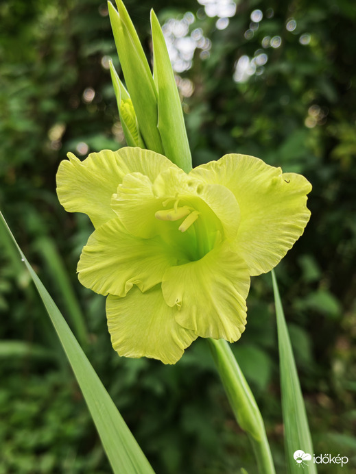 Szeptemberi kardvirág