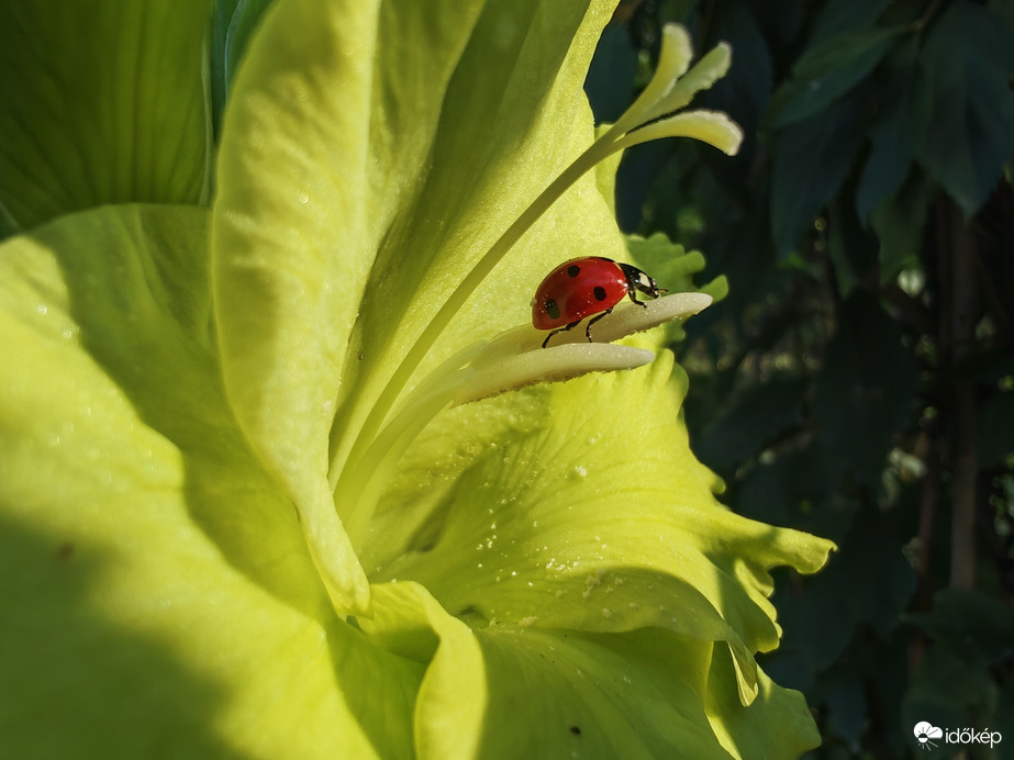 Egy katica és a szeptemberi kardvirág találkozása... 