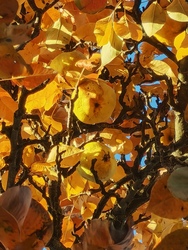 Őszi ruhába öltözött körtefa