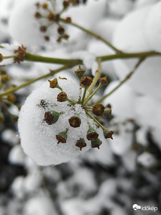 Behavazott borostyán 