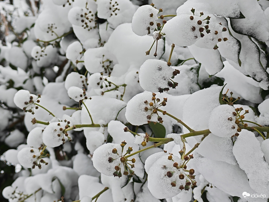 Behavazott borostyán 