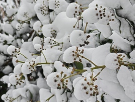 Behavazott borostyán 