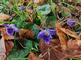 Ázott, fázott decemberi ibolyák