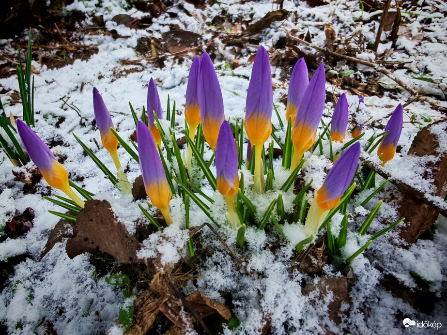 Ma a krókuszok is fáztak... 