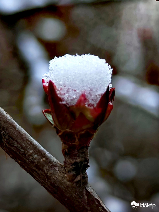 "Hóvirág" 