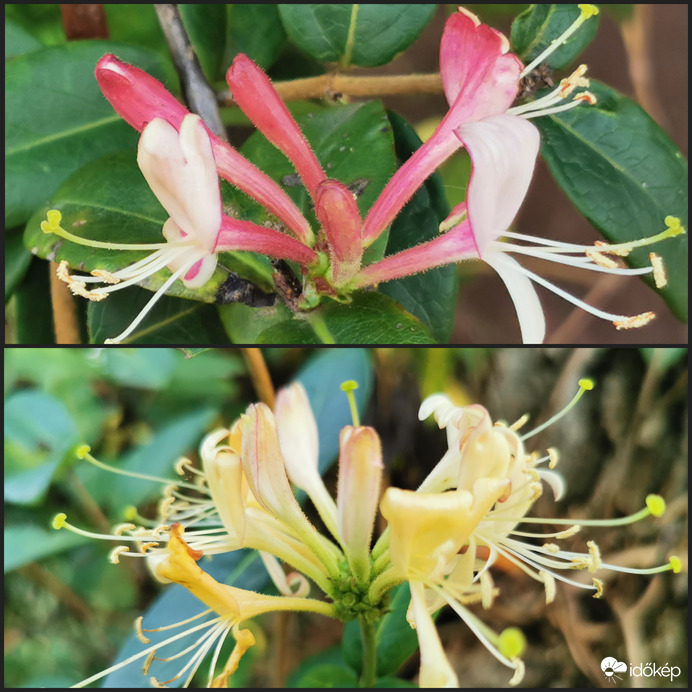 Novemberben virágzik a lonc...