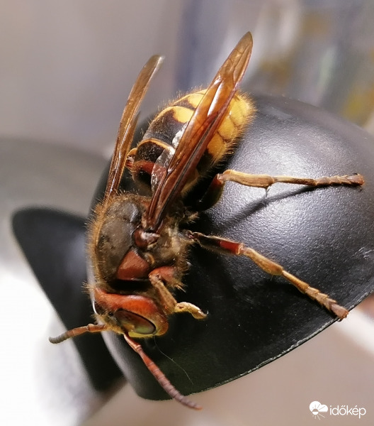 Lódarázs látogatása