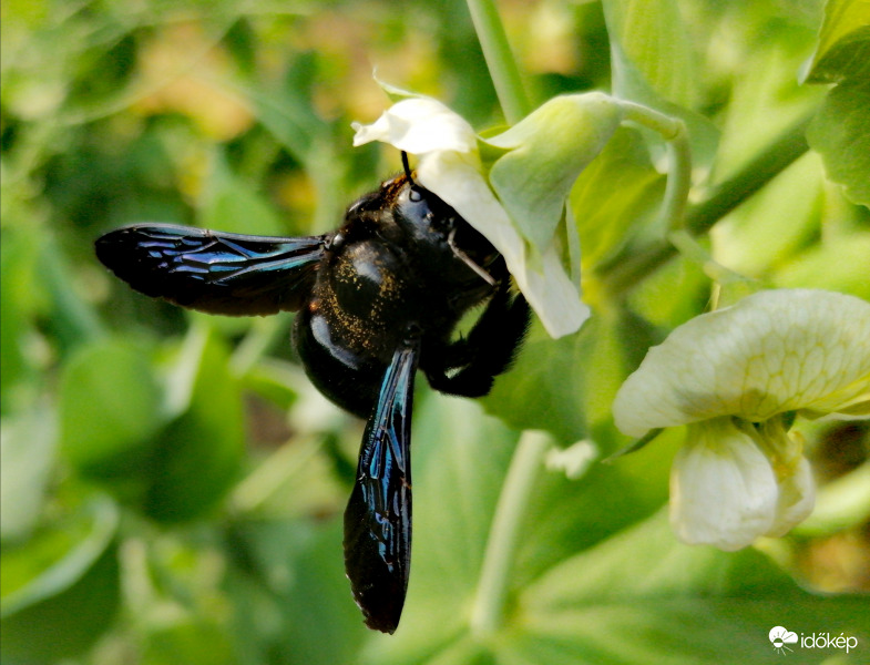 Fadongó a zöldborsó virágán