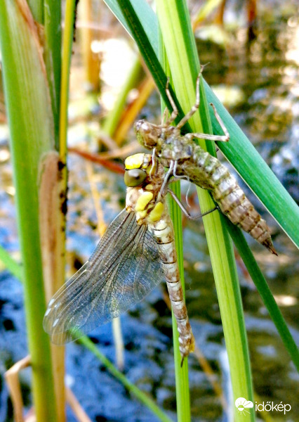 Szitakötő születik