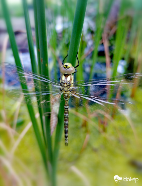 Szitakötő első útja előtt