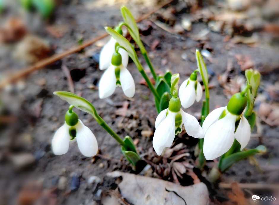 Tavaszodik - hóvirágok