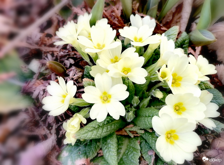 Tavaszodik - szártalan kankalin