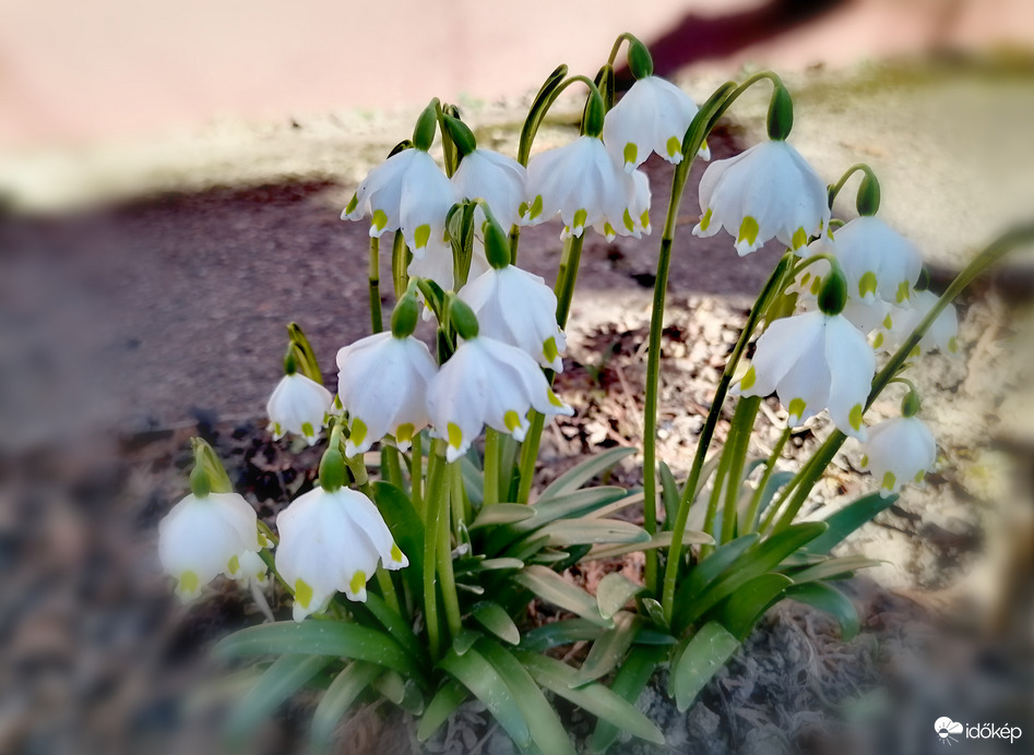 Tőzike teljes pompájában 