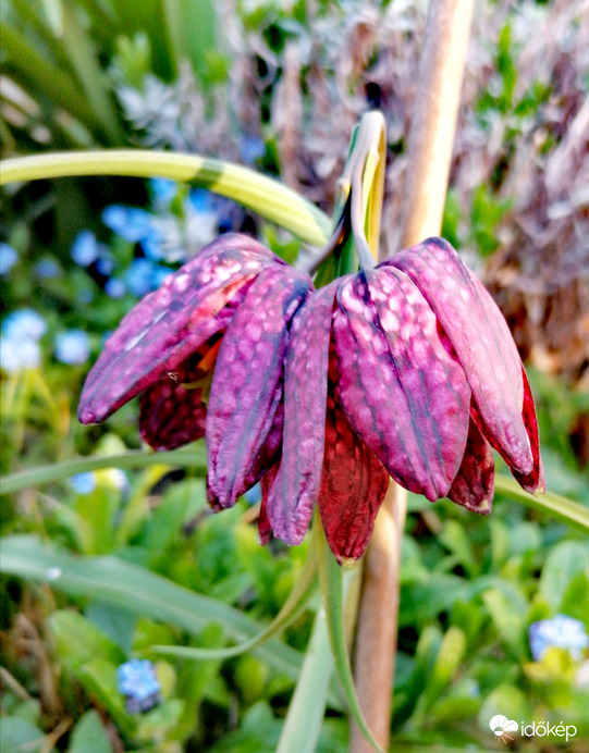Dupla kockás liliom