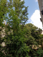 Budapest XIII.ker - Újlipótváros