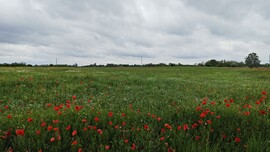 Mórahalom