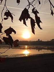 Vadludak a Tatai Öreg -tavon