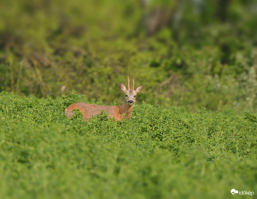 Sűrű növényzetben