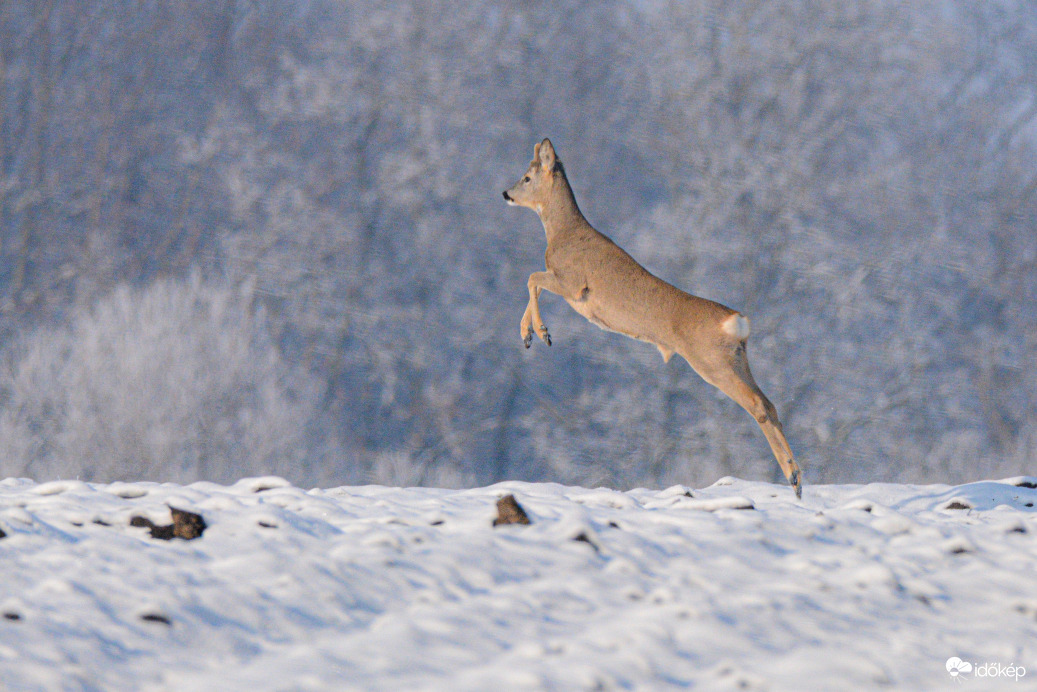 Szökkenés a hóban
