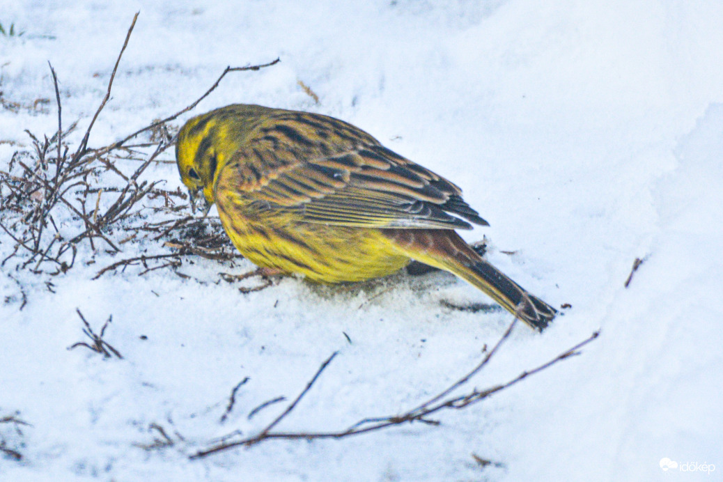 Citromsármány reggelizik a hóban