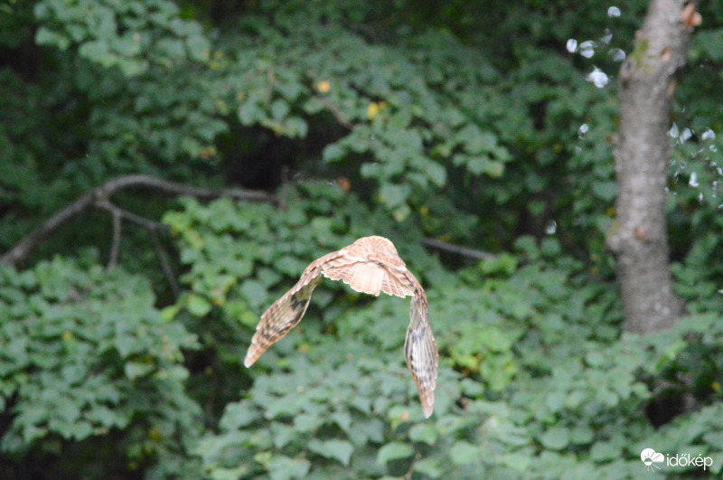 Macskabagoly elsuhan