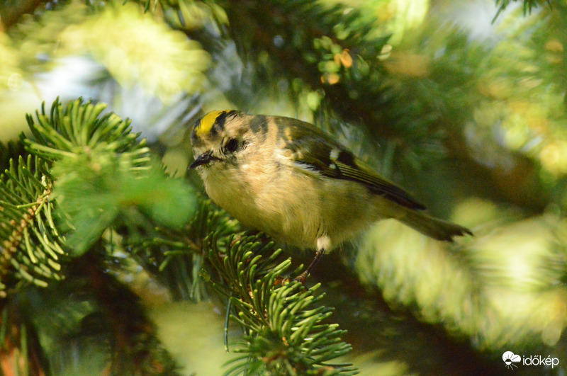 Sárgafejű királyka 