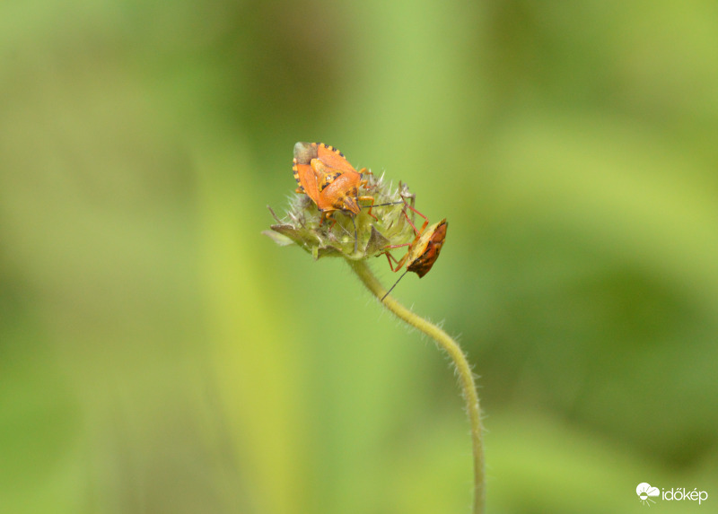 Déli gyümölcspoloska