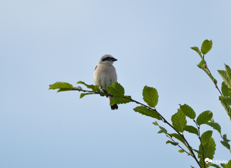 Tövisszúró gébics