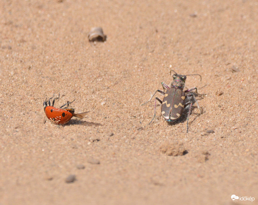 Az erősebb győzött