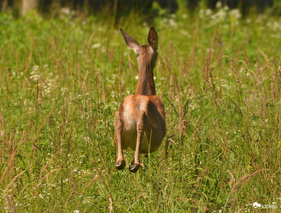 Egy ugrással elillant
