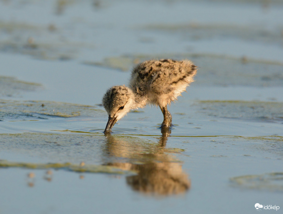 Keresgélő apróság