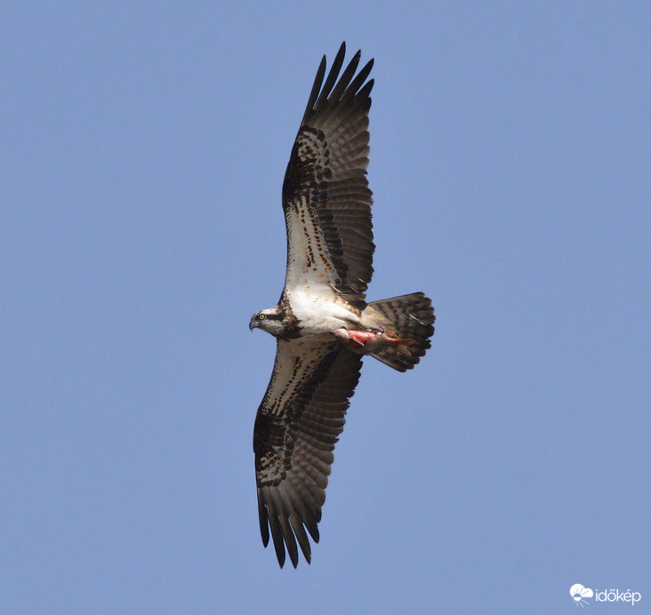 Halászsas zsákmányával