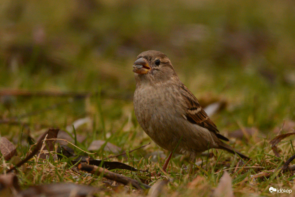 Házi veréb reggelizés közben