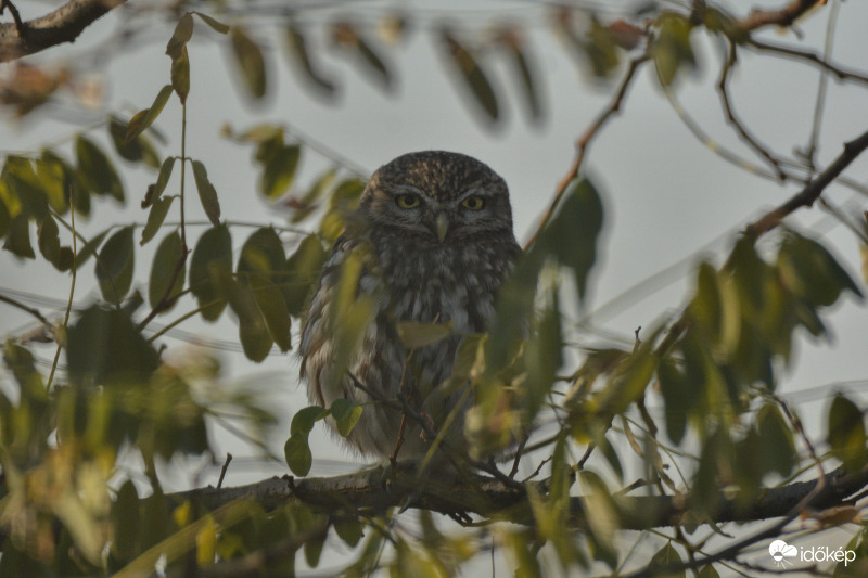 Leskelődik be az ablakon 