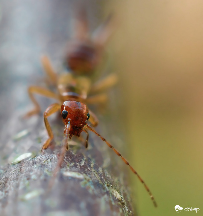 Fülbemászó portré