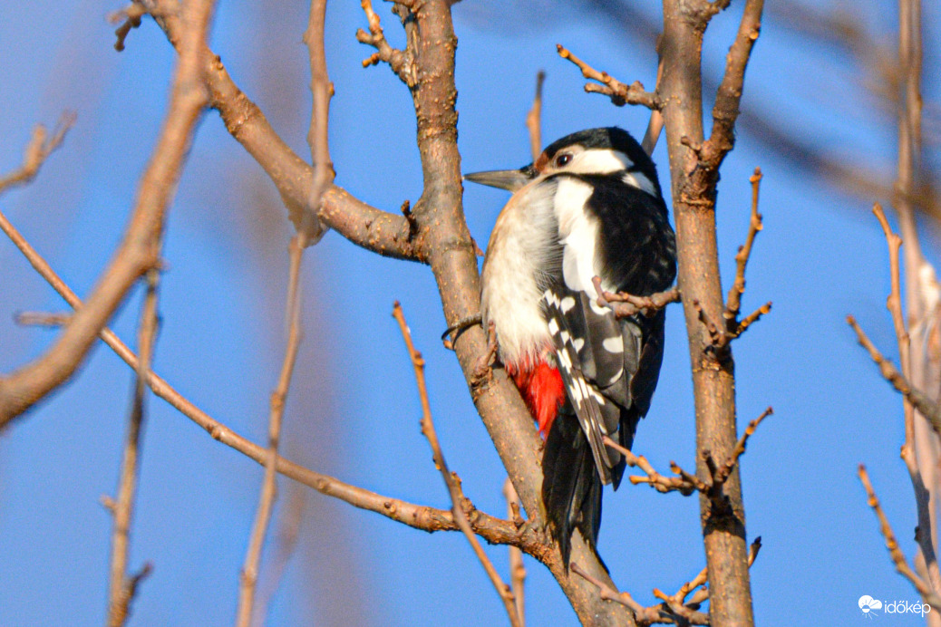 Nagy fakopáncs napfürdőzés közben
