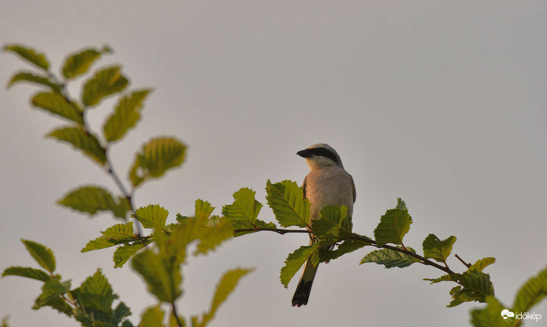 Tövisszúró gébics