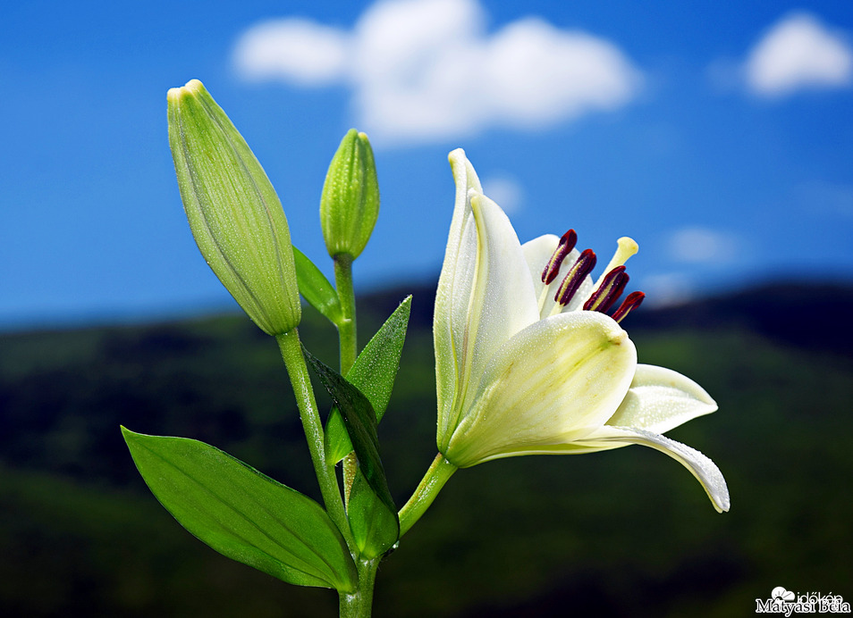 Liliom I.