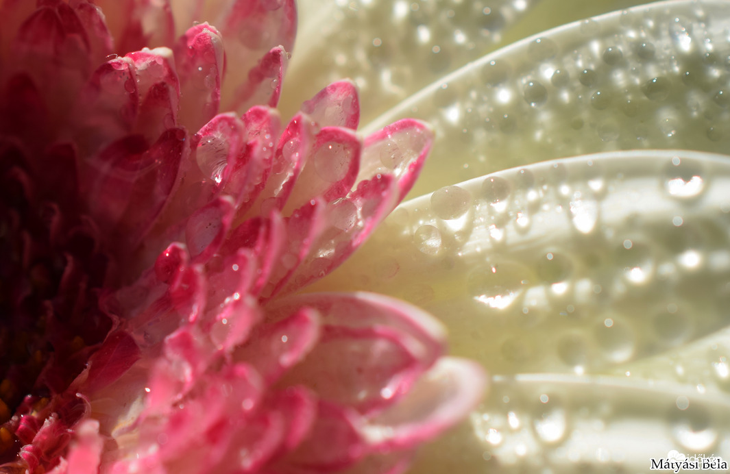 Mini Gerbera Makro II.