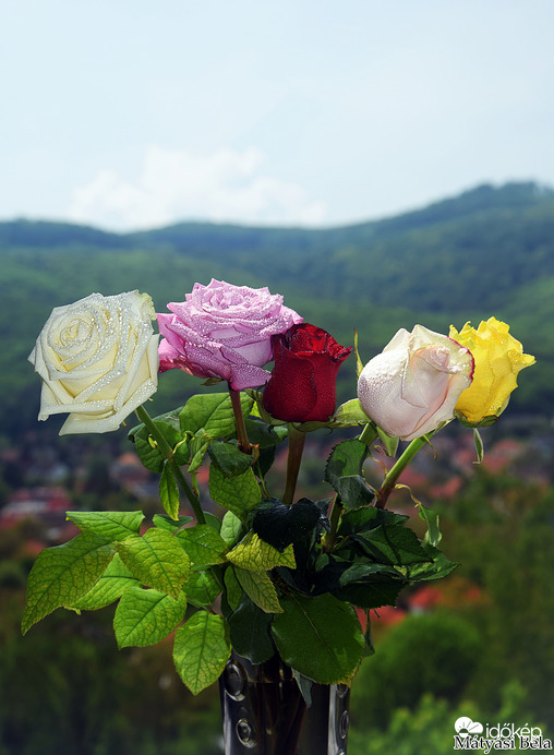 Rózsák.