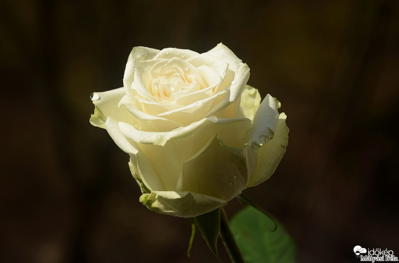 Rózsa II.