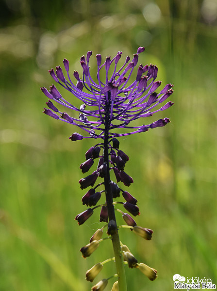 Gyöngyike.