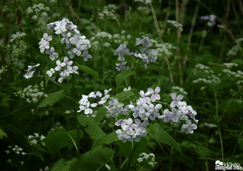 Holdviola.