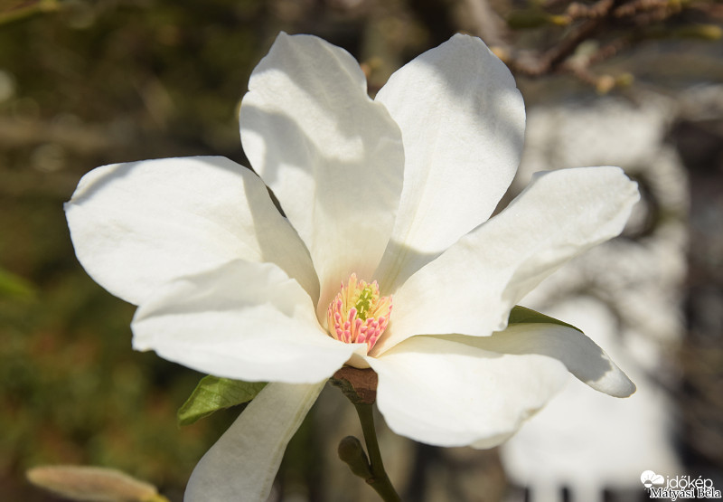 Liliomfa II.