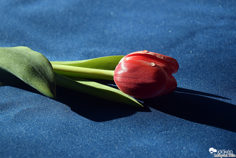 Tulipán.