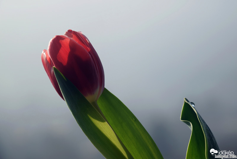 Tulipán II.