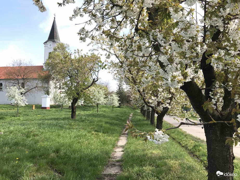 Cseresznyevirágzás