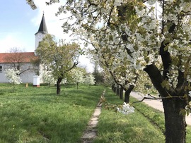 Cseresznyevirágzás