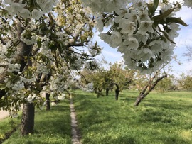 Cseresznyevirágzás