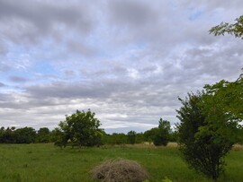 Sarud